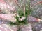 Family heirloom aloe vera plant
