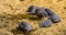 Family of helmeted guineafowl birds sitting together in the sand, tropical bird specie from Africa