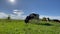 Family, herd of black Angus cattle, cows, bulls calves graze in green meadow pasture field