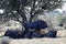 A family herd of blue wildebeest resting, Etosha National Park, Namibia