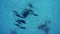 Family, a herd of dolphins on the high seas