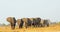 Family herd of elephants on the open plains in Hwange National Park