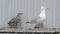 Family of Herring gulls living on public house roof.