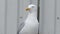 Family of Herring gulls living on public house roof.