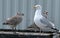 Family of Herring gulls on public house kitchen roof.
