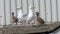 Family of Herring gulls on public house kitchen roof.