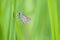 Family Hesperiidae butterfly on grass