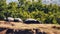 Family of hippos Hippopotamus amphibius resting on land