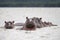 A family of hippos in the lake water