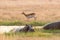 Family of hippos in the Okavango delta in Botswana, africa