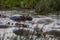 A family of hippos relaxing