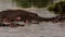 A family of Hippos swimming in a lake.