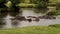 A family of Hippos swimming in a lake.