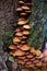 A family of honey agarics growing on a tree trunk forest photography.