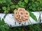 Family of honey mushrooms on a birch