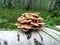 Family of honey mushrooms on a tree