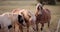 Family of horses graze in nature during the sunset. The nice landscape for riding horses and tourist walk. Portrait of