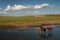Family of horses in a lake in grassland in Inner Mongolia