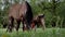 A family of horses, a little foal with his mother, a mare grazing on a forest glade on a sunny day