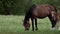 A family of horses, a little foal with his mother, a mare grazing on a forest glade on a sunny day