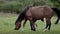 A family of horses, a little foal with his mother, a mare grazing on a forest glade on a sunny day