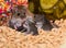 A family of house mice in a well stocked kitchen cabinet.