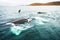 Family of humpback whales, Greenland