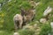 Family of ibex in the french moutains of vercors