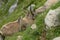 Family of ibex in the french moutains of vercors