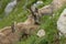 Family of ibex in the french moutains of vercors