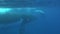 Family idyll of whales underwater of Pacific Ocean.