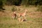 Family of Impala bucks resting in the tall grass