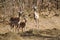 Family of Impala in the riverbank in Kruger National park