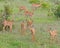 Family of Impalas in park Kruger South Africa