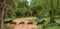 The Family of Indian boar running cross the road in the forest.