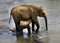 Family of Indian elephants.