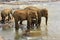 Family of Indian elephants