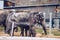 Family Of Indian Elephants At The Prague Zoo. Elephant and baby elephant are walking on the grass. Prague Zoo. Indian elephant in