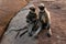 Family of indian langurs looking on the sunset