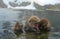 Family of Japanese macaques cleans wool each other in the water of natural hot springs. Grooming of Snow Monkeys.The Japanese