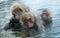 Family of Japanese macaques cleans wool each other in the water of natural hot springs. Grooming of Snow Monkeys.The Japanese