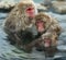 Family of Japanese macaques in the water of natural hot springs. The Japanese macaque  Scientific name: Macaca fuscata, also