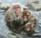 Family of Japanese macaques in the water of natural hot springs. The Japanese macaque  Scientific name: Macaca fuscata, also