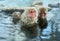 Family of Japanese macaques in the water of natural hot springs. The Japanese macaque  Scientific name: Macaca fuscata, also