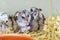 a family of Jungar hamsters. selling and breeding domestic rodents. pet shop