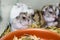 a family of Jungar hamsters. selling and breeding domestic rodents. pet shop