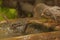 Family of jungle babbler bird, forest, wildlife, nature, wallpaper 