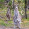 Family of kangaroos