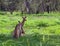 Family of kangaroos in Australia.