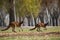 family of kangaroos playing and hopping together in the sun